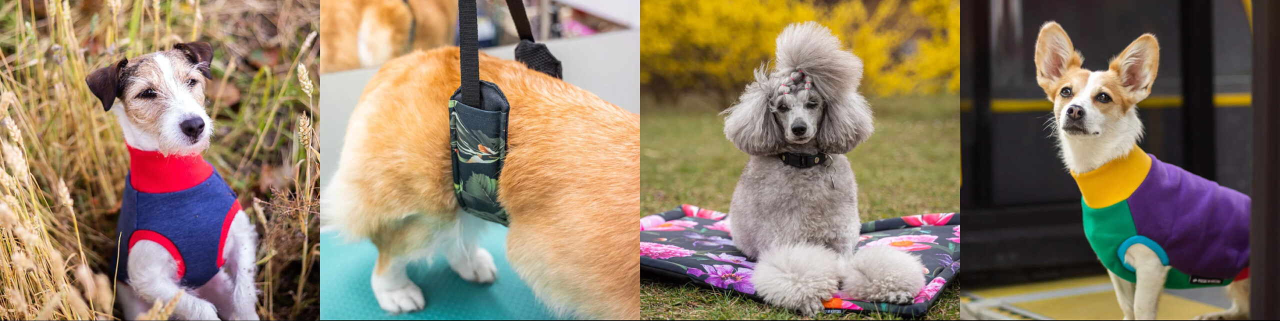 Dog Supplies Sale Store 2 Dog Supplies Sale Store -Dog Supplies Sale Store 2 scaled